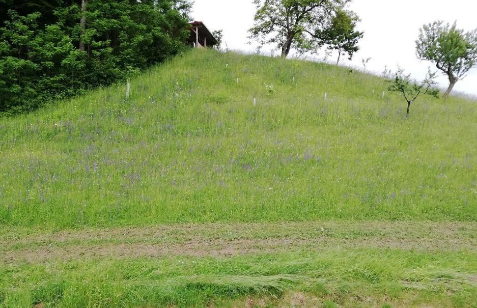 Bioferienhaus Muster - Dominkusch Possnitz Kültér fotó